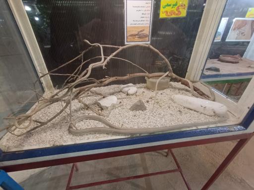 عکس نمایشگاه مارهای زنده