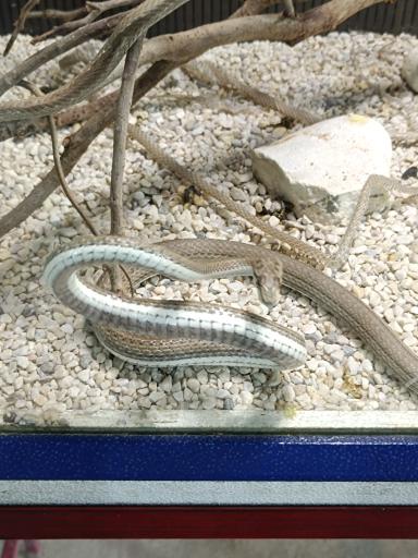 عکس نمایشگاه مارهای زنده