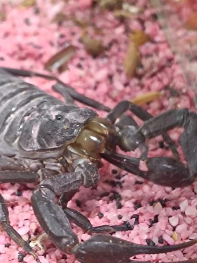 عکس نمایشگاه مارهای زنده