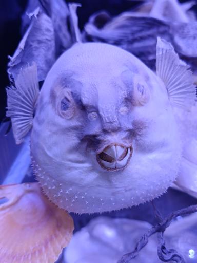 عکس نمایشگاه مارهای زنده