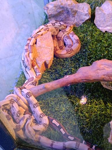 عکس نمایشگاه مارهای زنده