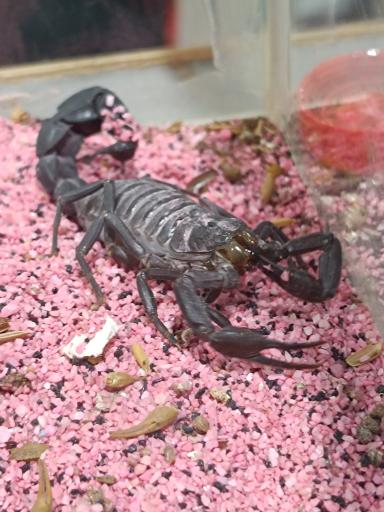 عکس نمایشگاه مارهای زنده