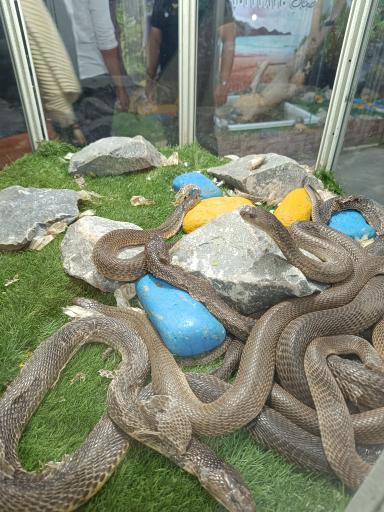 عکس نمایشگاه مارهای زنده