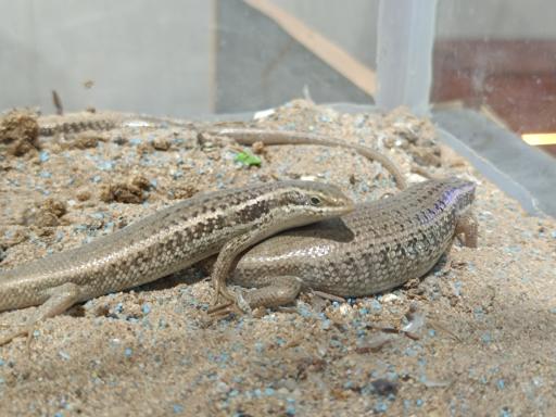 عکس نمایشگاه مارهای زنده