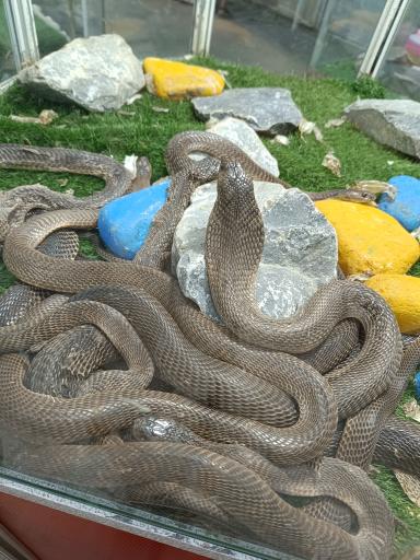 عکس نمایشگاه مارهای زنده