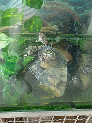 عکس نمایشگاه مارهای زنده