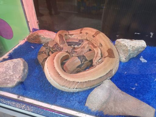 عکس نمایشگاه مارهای زنده