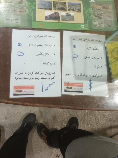 عکس نمایشگاه مارهای زنده