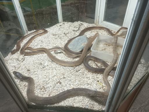 عکس نمایشگاه مارهای زنده