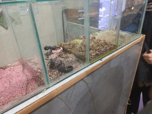 عکس نمایشگاه مارهای زنده