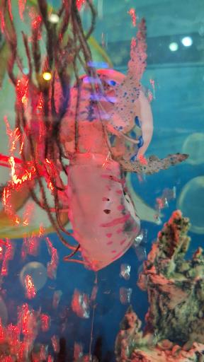 عکس نمایشگاه مارهای زنده