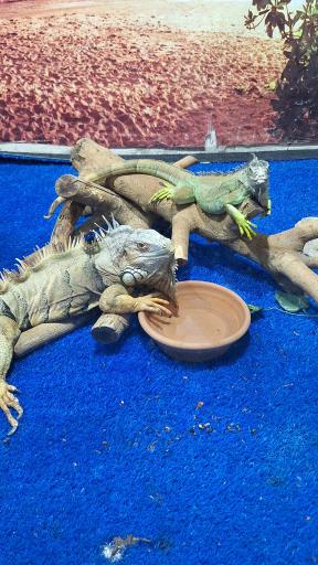 عکس نمایشگاه مارهای زنده