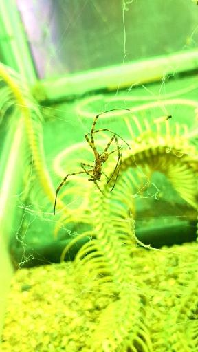 عکس نمایشگاه مارهای زنده