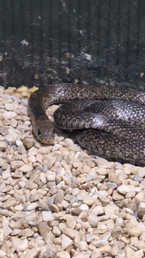 عکس نمایشگاه مارهای زنده