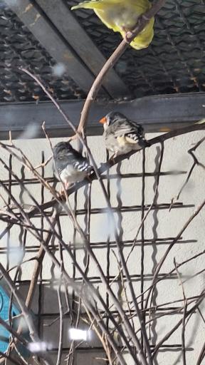 عکس نمایشگاه مارهای زنده