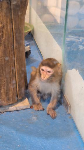 عکس نمایشگاه مارهای زنده