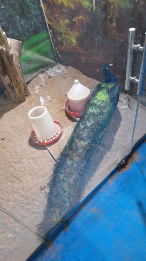 عکس نمایشگاه مارهای زنده