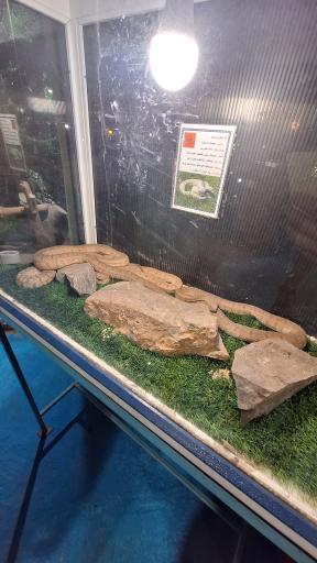 عکس نمایشگاه مارهای زنده