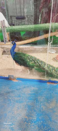 عکس نمایشگاه مارهای زنده