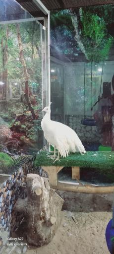 عکس نمایشگاه مارهای زنده