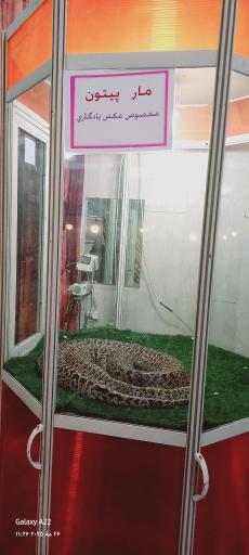 عکس نمایشگاه مارهای زنده
