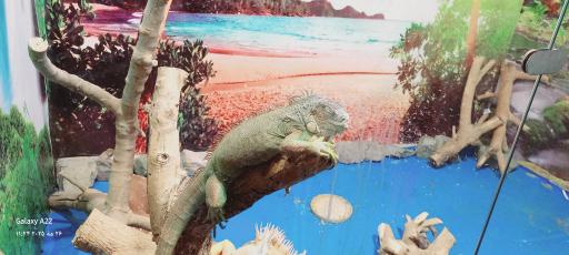 نمایشگاه مارهای زنده