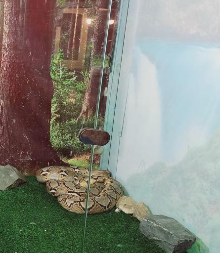 عکس نمایشگاه مارهای زنده