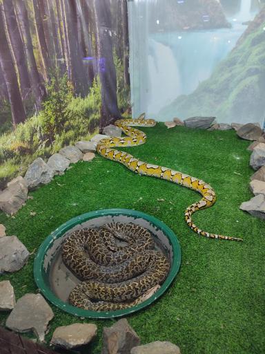 عکس نمایشگاه مارهای زنده