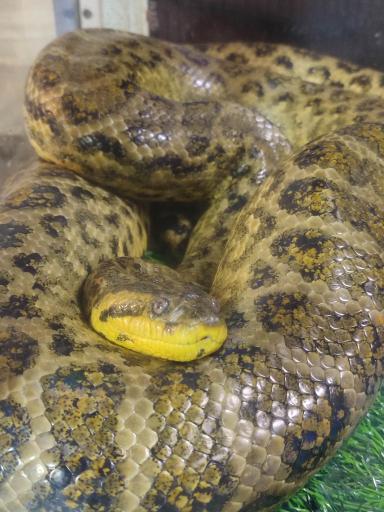 نمایشگاه مارهای زنده