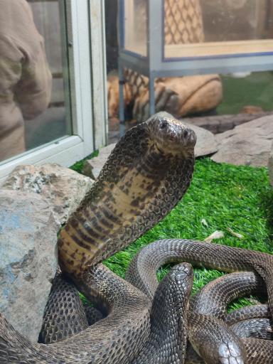 نمایشگاه مارهای زنده