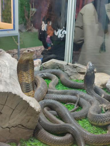 نمایشگاه مارهای زنده