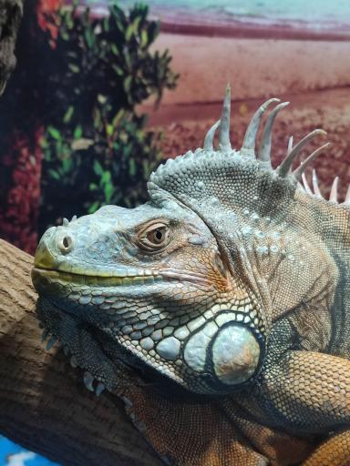 نمایشگاه مارهای زنده