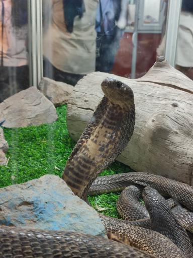 نمایشگاه مارهای زنده