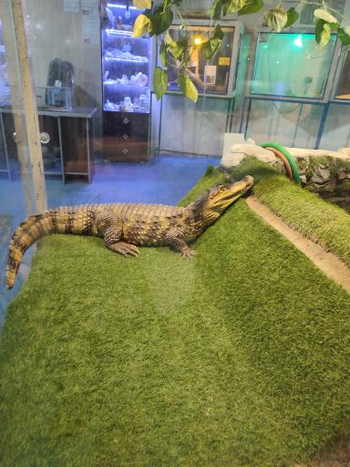 عکس نمایشگاه مارهای زنده