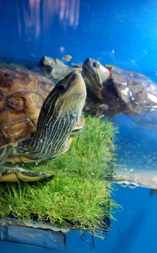 عکس نمایشگاه مارهای زنده