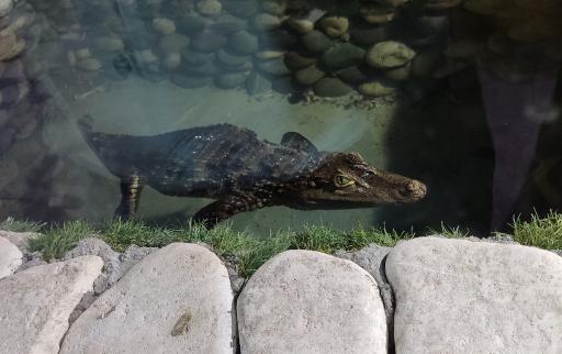 عکس نمایشگاه مارهای زنده