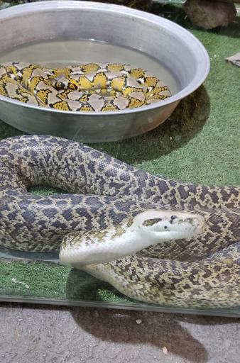 عکس نمایشگاه مارهای زنده