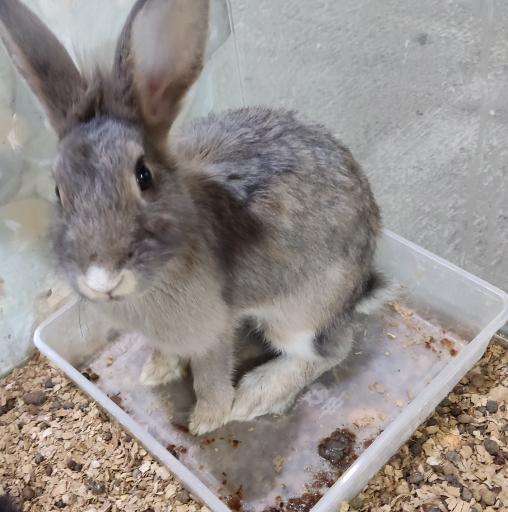 عکس نمایشگاه مارهای زنده