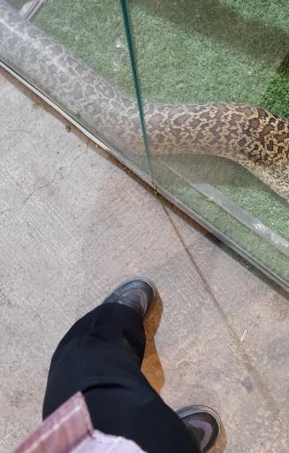 عکس نمایشگاه مارهای زنده