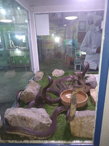 عکس نمایشگاه مارهای زنده