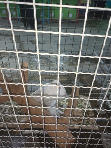 عکس نمایشگاه مارهای زنده