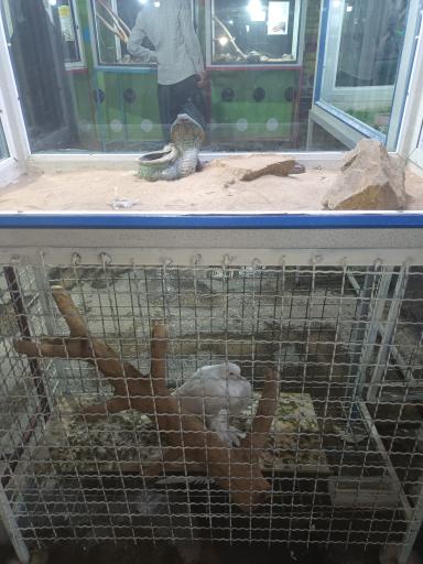 عکس نمایشگاه مارهای زنده