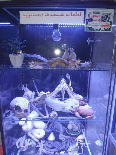 عکس نمایشگاه مارهای زنده