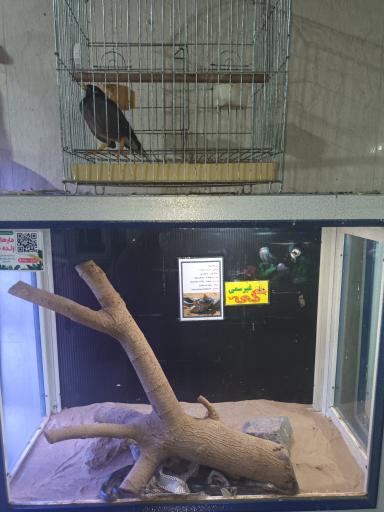 عکس نمایشگاه مارهای زنده