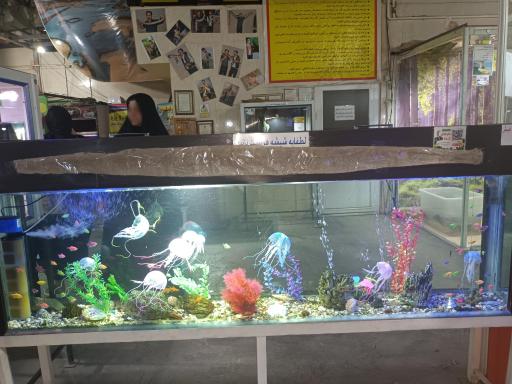 عکس نمایشگاه مارهای زنده