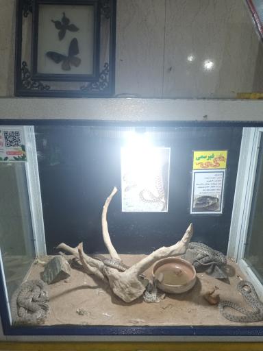 عکس نمایشگاه مارهای زنده