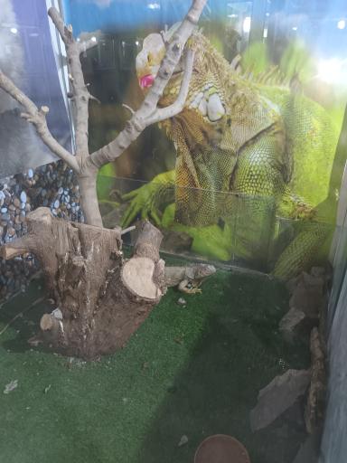 عکس نمایشگاه مارهای زنده