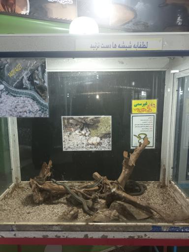 عکس نمایشگاه مارهای زنده