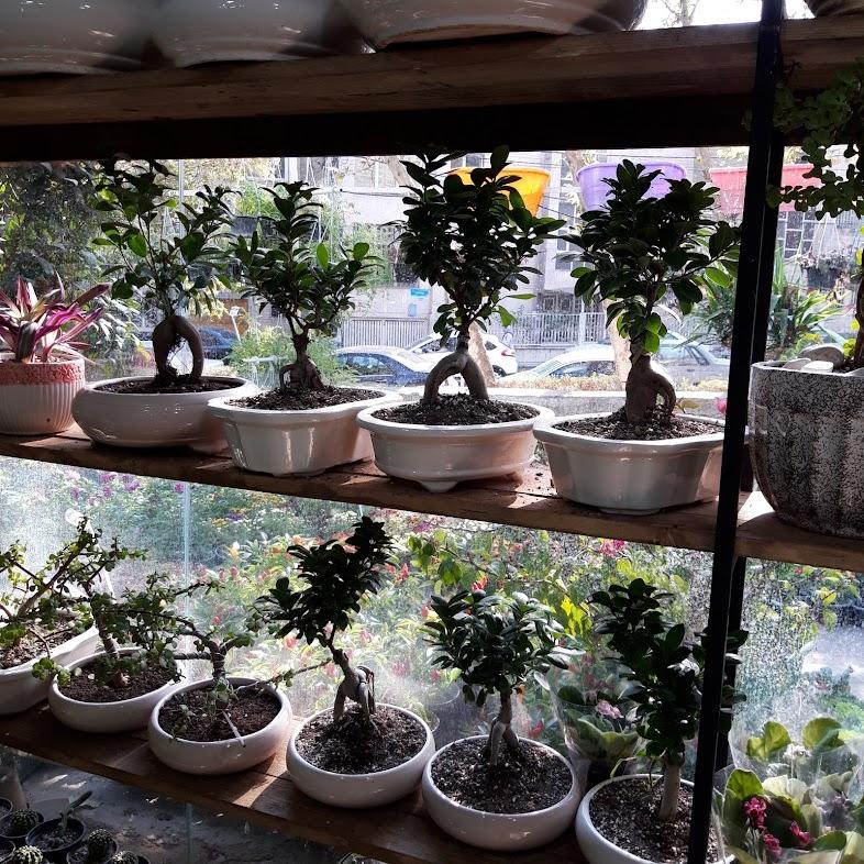 عکس گل فروشی نصیری