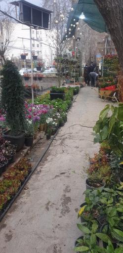 عکس گل فروشی نصیری